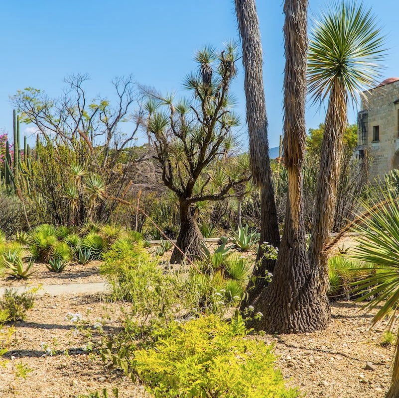 Oaxaca, Mexico - November 11, 2021 - panorama view of plants and Saguaro cacti inside the Botanical Gardens in Oaxaca de Juarez