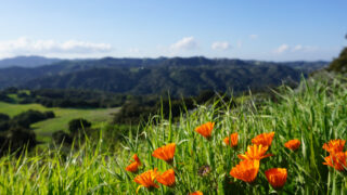 scenic views of topanga state park