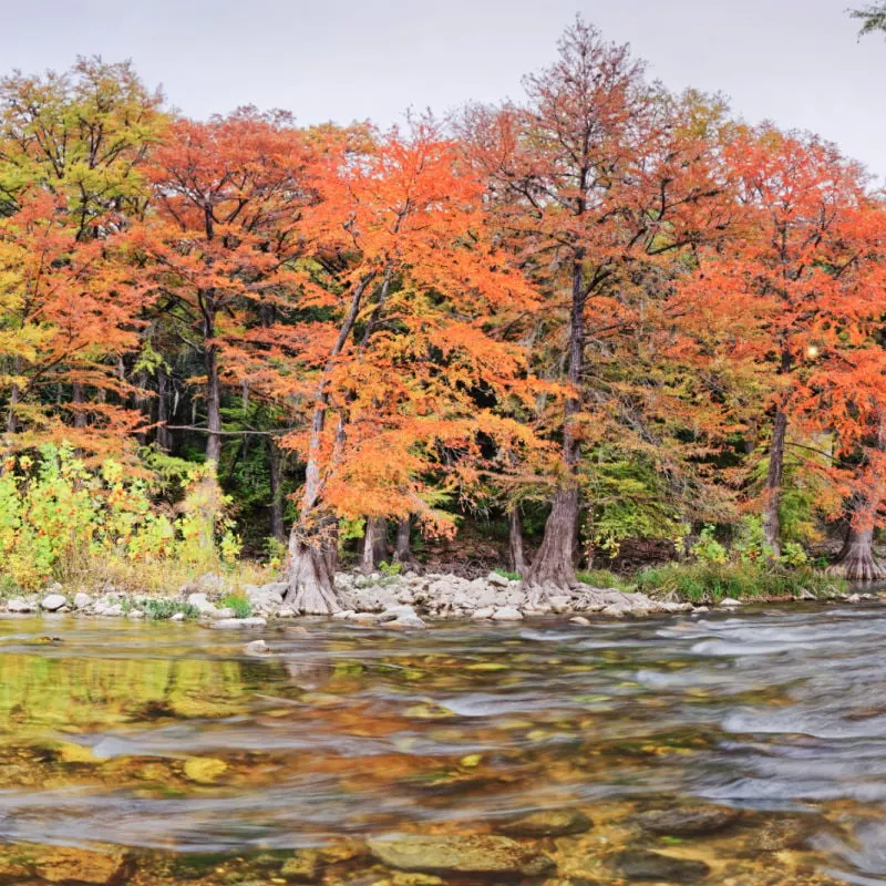 fall foliage in new braunfels