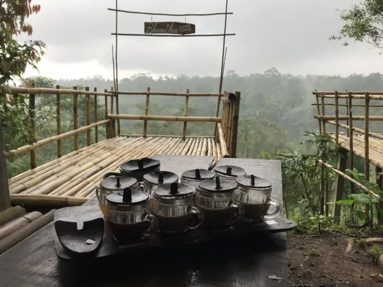 Kopi Luwak plantation Ubud Bali