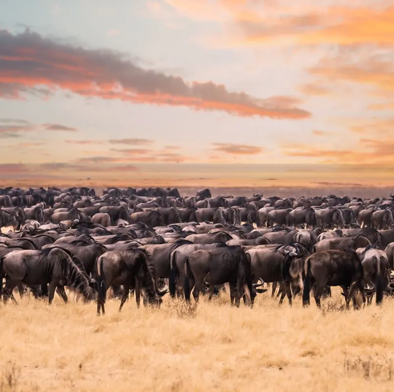 Mammal Migration