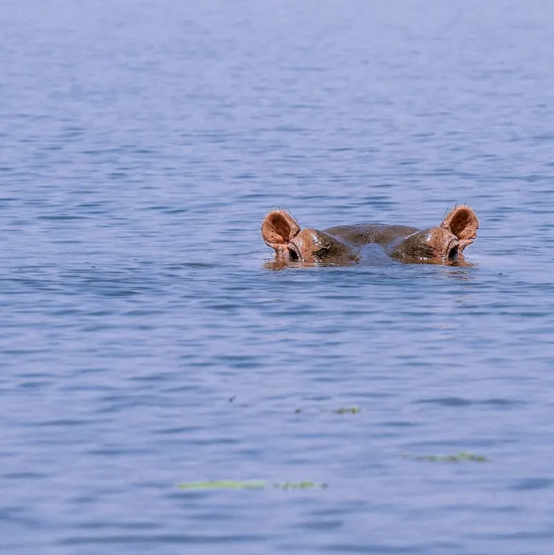 Mare aux Hippopotamus