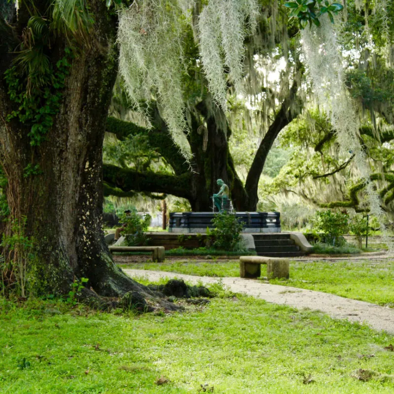 Old trees line the walkway in New Orleans City Park