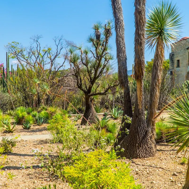 Oaxaca, Mexico - November 11, 2021 - panorama view of plants and Saguaro cacti inside the Botanical Gardens in Oaxaca de Juarez