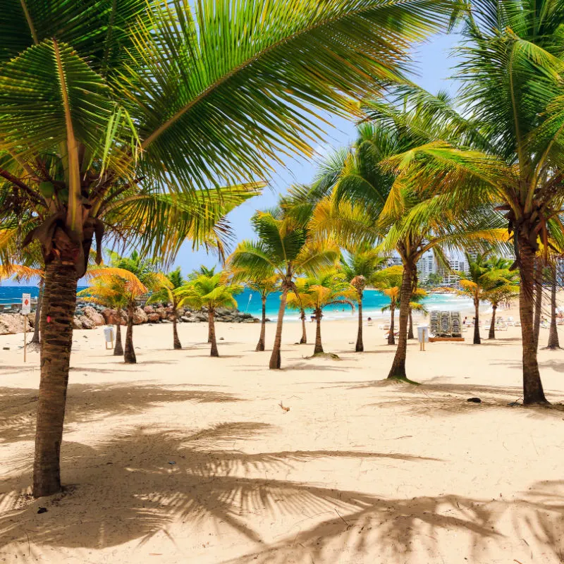 palm trees in puerto rico