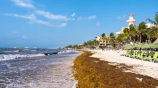 These 3 Destinations Could See Record Breaking Sargassum Invading Beaches Soon
