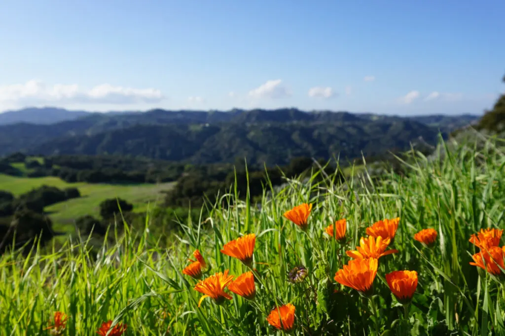 scenic views of topanga state park
