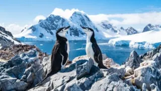 penguins in Antarctica