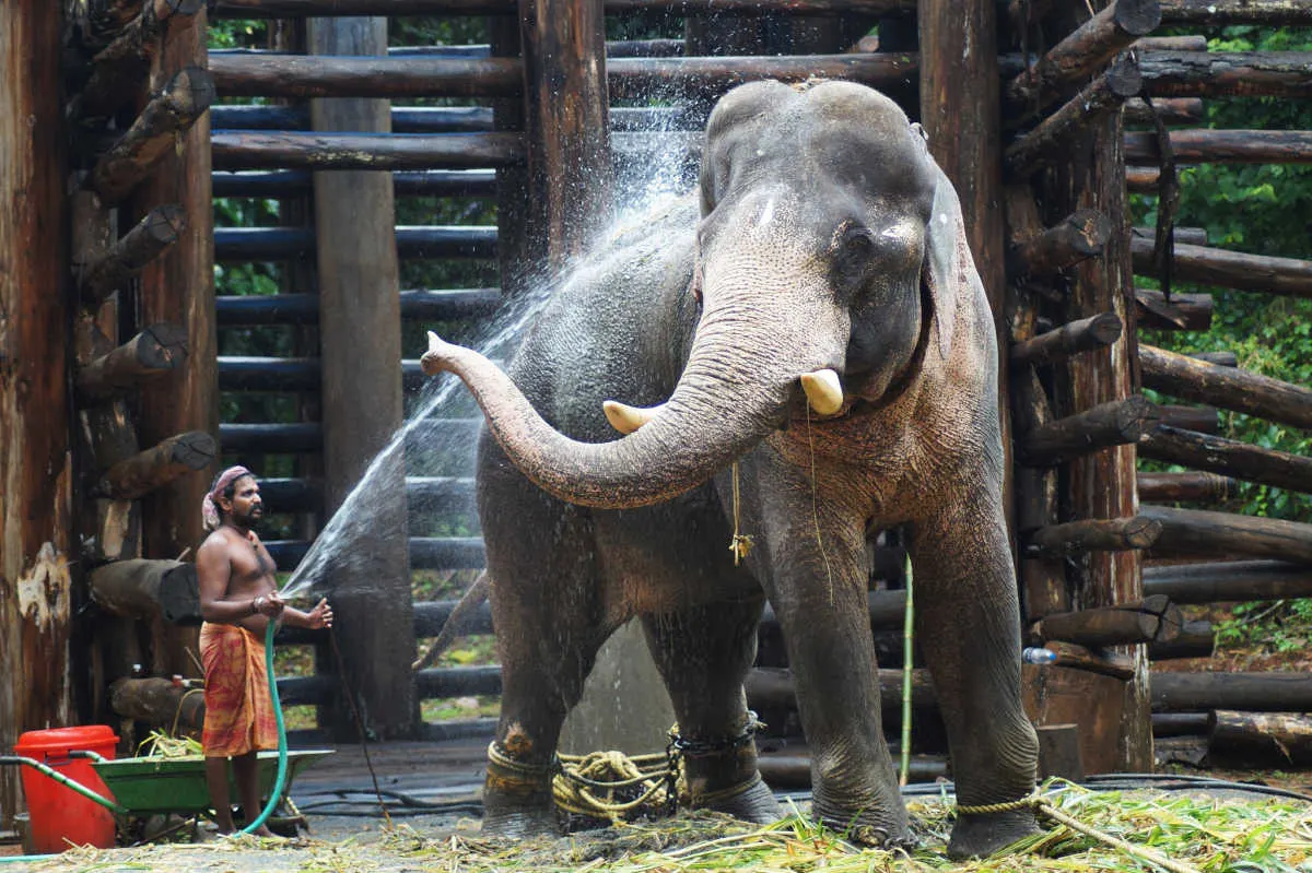 Top 5 Tourist Traps Torturing Animals