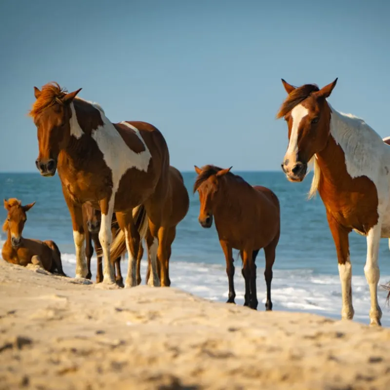wild horses at assateague island maryland